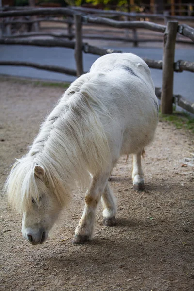 Witte pony — Stockfoto