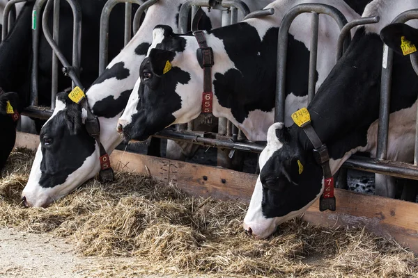 Cows — Stock Photo, Image