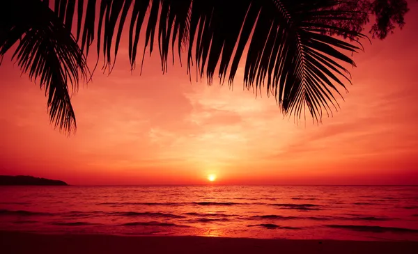 Palm träd silhouette på sunset — Stockfoto