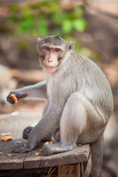 Monkey — Stock Photo, Image