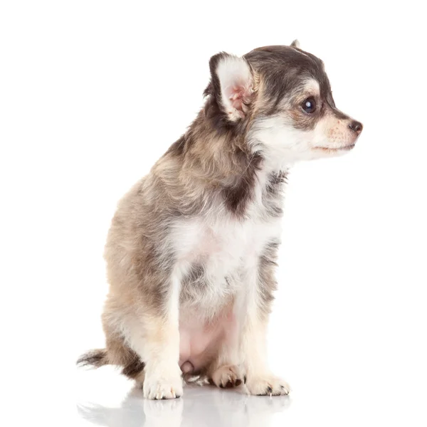 Chihuahua puppy — Stock Photo, Image