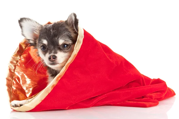 Chihuahua puppy voor Kerstmis — Stockfoto