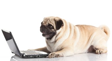 Laptoplu Pug Dog.