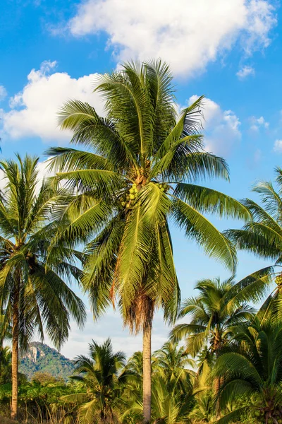Coconut tree — Stock Photo, Image