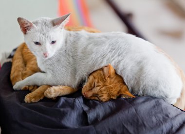 İki kedi.