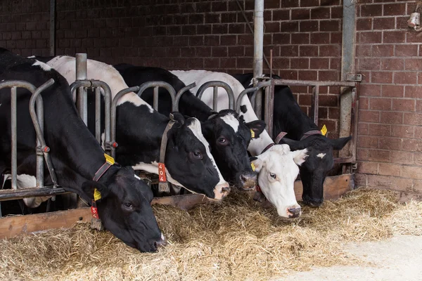 Koeien op de boerderij — Stockfoto