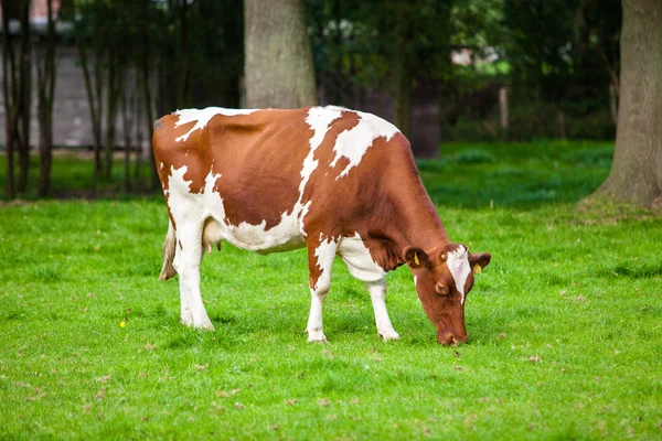 Krávy na louce — Stock fotografie