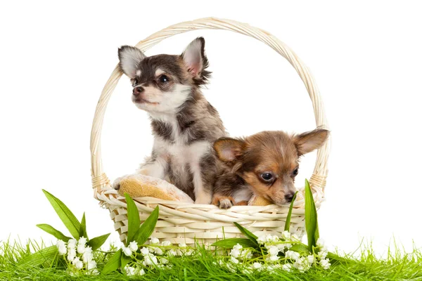 Chihuahua cachorros —  Fotos de Stock