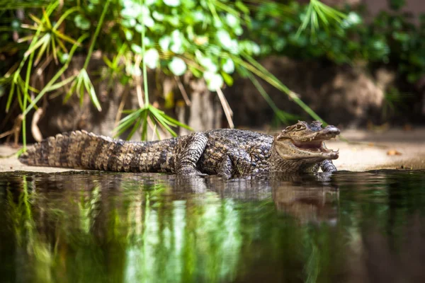 Caiman crocodilus. caimán joven Fotos de stock libres de derechos