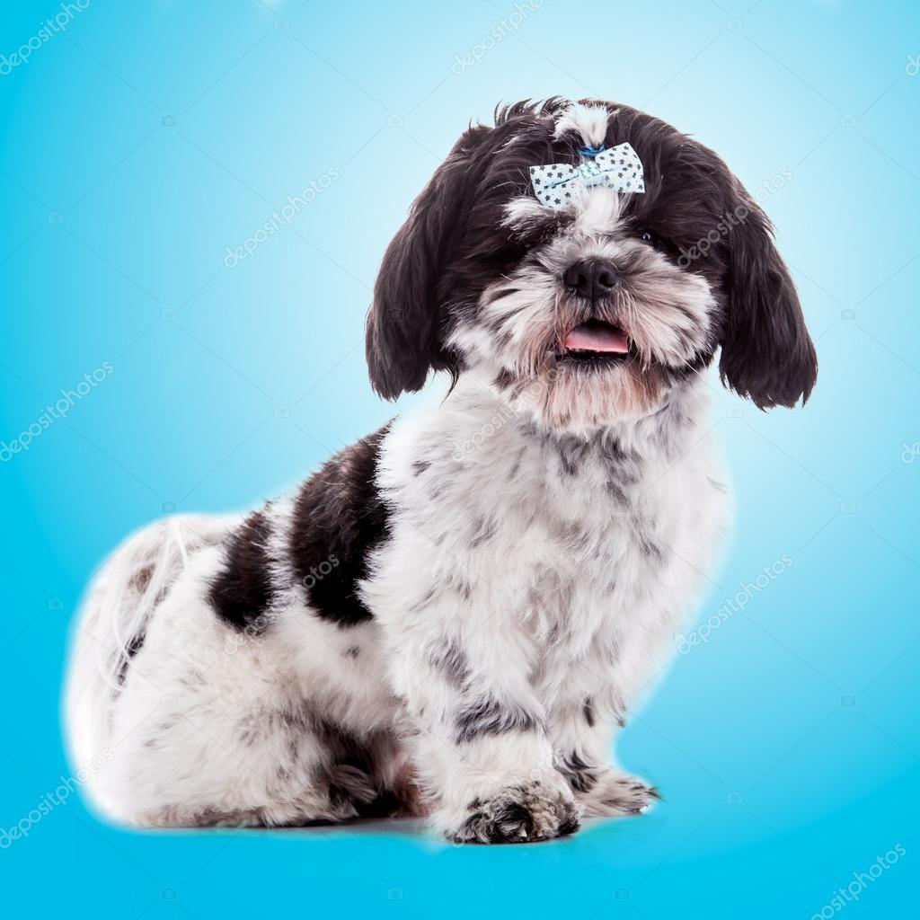 シーズー犬 ストック写真 C Ewastudio 3157 シーズー犬 ストック写真 C Ewastudio 3157