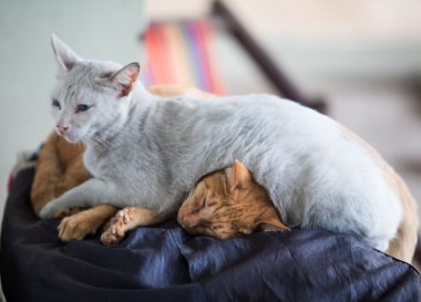 Two cats sleeping