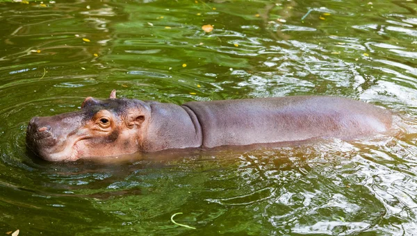 Hipopotamus. — Zdjęcie stockowe