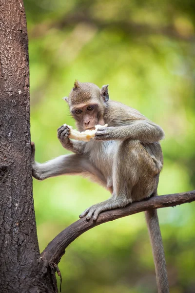 குரங்கு — ஸ்டாக் புகைப்படம்