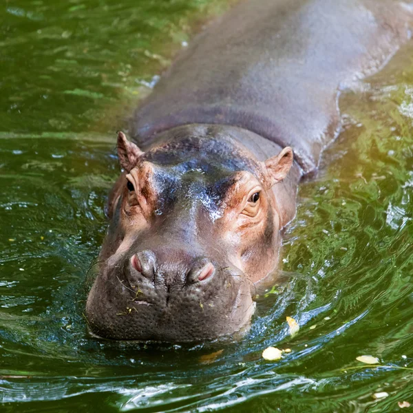 Nilpferd — Stockfoto