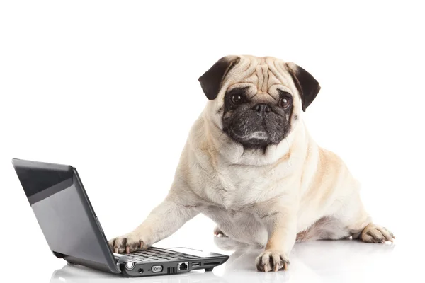 Mops Hund mit Laptop — Stockfoto