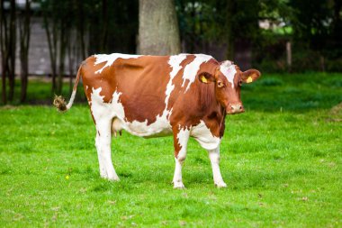 çayır üzerinde ineklerin