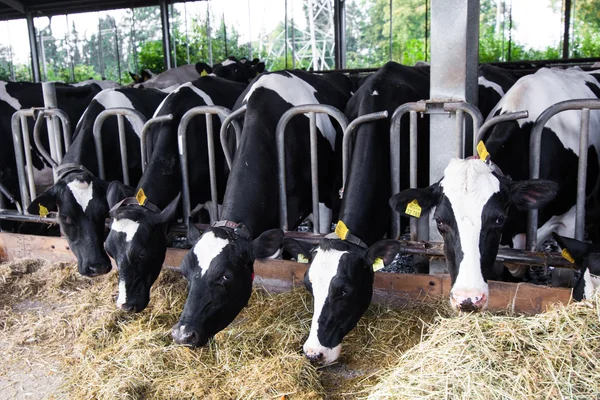 Αγελάδες σε μια φάρμα. Γαλακτοπαραγωγές αγελάδες σε αγρόκτημα. — Φωτογραφία Αρχείου
