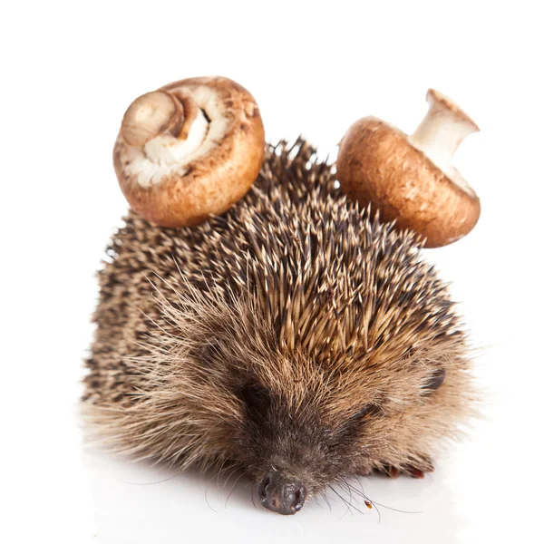 Hedgehog on a white background. Hedgehog with mushroom — Stock Photo, Image
