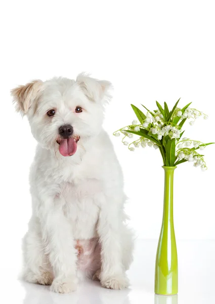 Perro blanco sobre fondo blanco — Foto de Stock