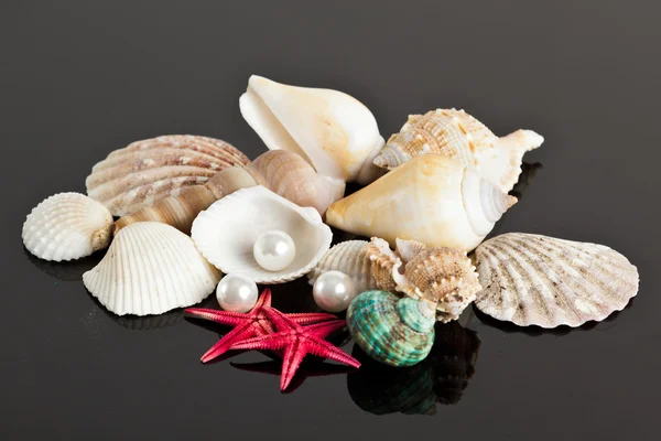 Sea star and shells — Stock Photo, Image