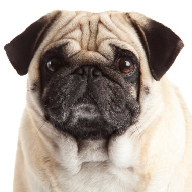 Pug Dog beyaz arkaplanda izole edildi
