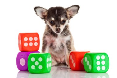 uzun saçlı chihuahua köpek beyaz zemin üzerine