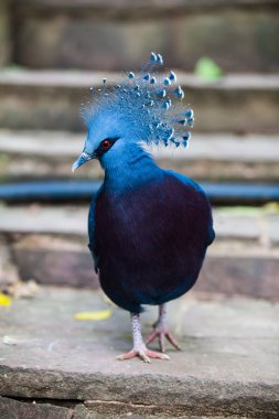 Victoria Crowned Pigeon. Egzotik Kuş Goura Victoria