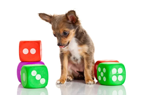 Chihuahua puppy on white background — Stock Photo, Image