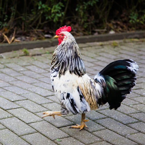 Lindo galo . — Fotografia de Stock