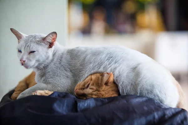 Dois gatos dormindo — Fotografia de Stock