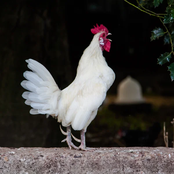 Hermoso gallo . — Foto de Stock