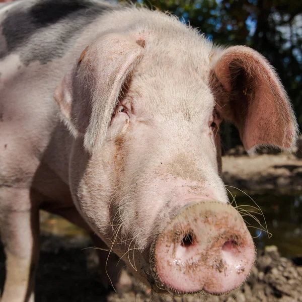 Swabian domuz, Alman ırkı — Stok fotoğraf