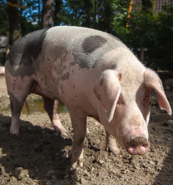 Cerdo Swabian, raza alemana —  Fotos de Stock
