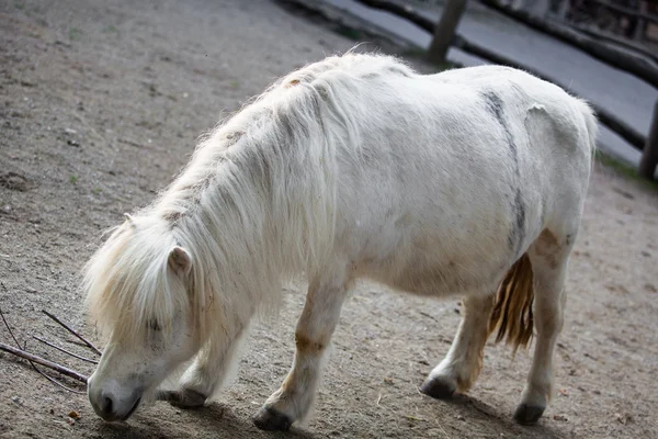 Vit ponny — Stockfoto