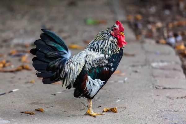 Beautiful Rooster. — Stock Photo, Image