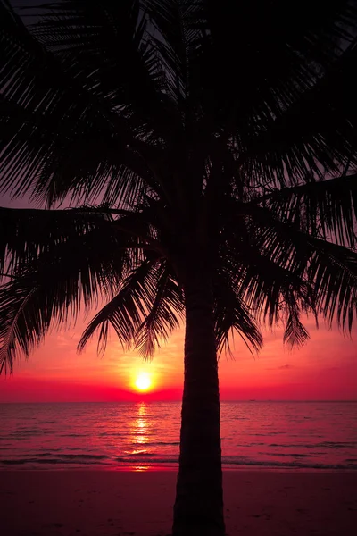 Silhouette di palme sulla spiaggia tropicale tramonto. Tramonto tropicale — Foto Stock