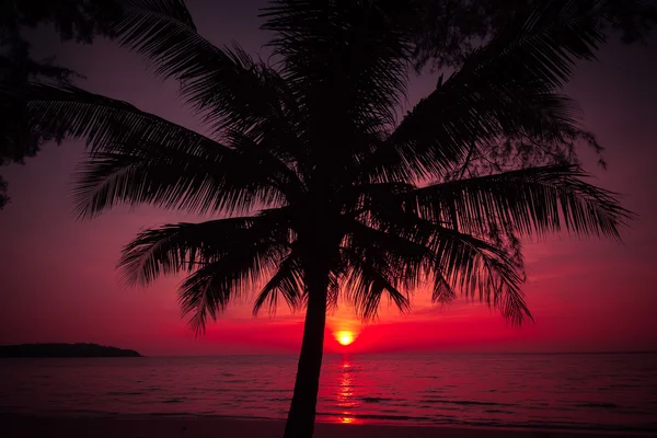 Pálma fák sziluettje naplemente trópusi tengerparton. trópusi napnyugta — Stock Fotó