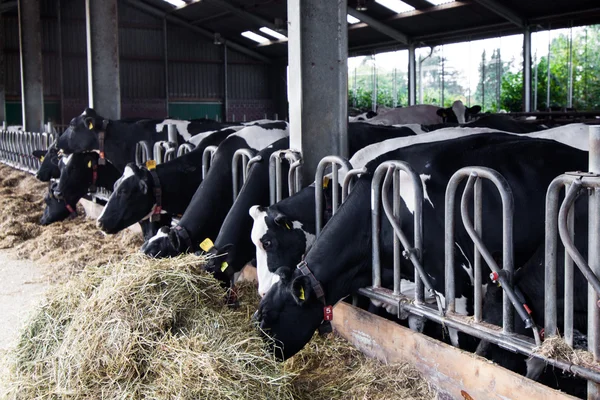 Koeien op een boerderij. Melkkoeien op een boerderij. — Stockfoto