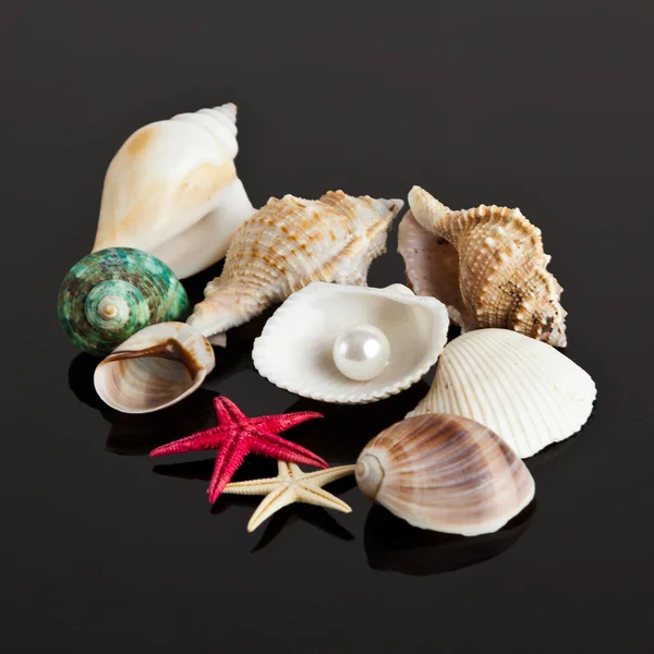 Sea star and shells — Stock Photo, Image