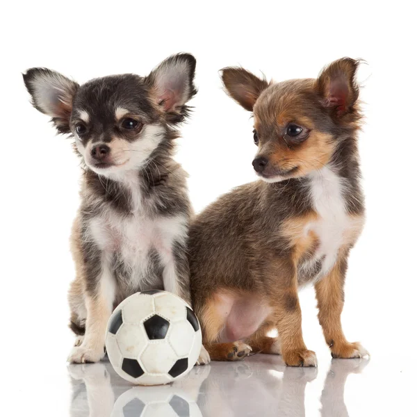 Dos cachorros chihuahua . — Foto de Stock