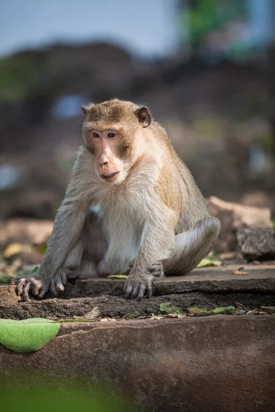 Monkey — Stock Photo, Image