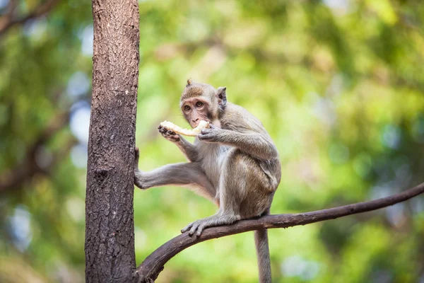 Monkey — Stock Photo, Image