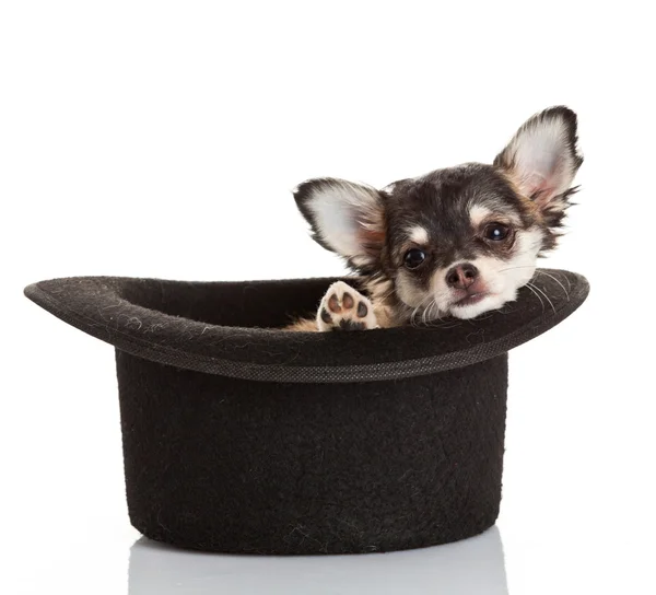 Chihuahua puppy sitting in top hat. — Stock Photo, Image