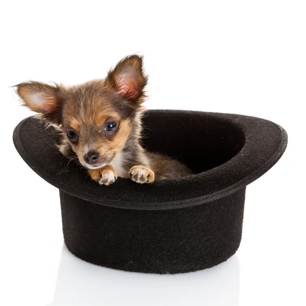 Chihuahua pup zitten in top hat. — Stockfoto