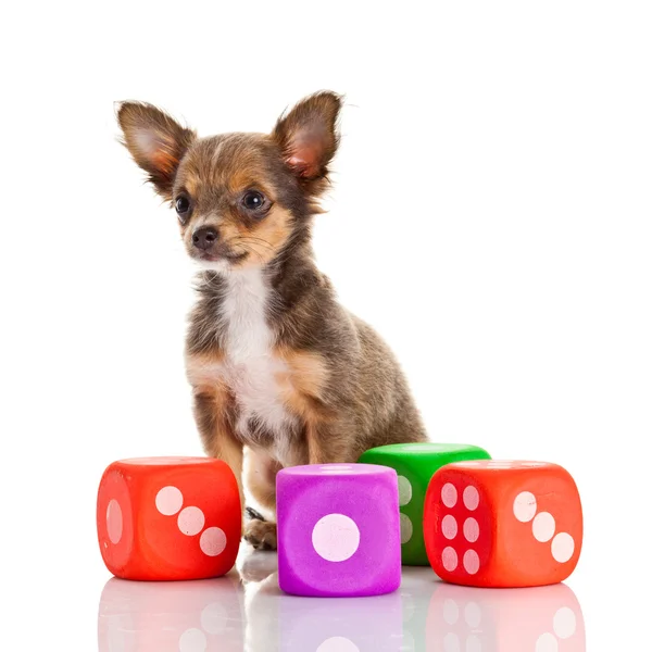 Chihuahua. Cão Chihuahua bonito em um fundo branco . — Fotografia de Stock