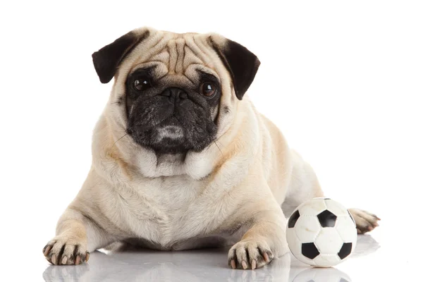 Pug dog isolated on a white background — Stock Photo, Image