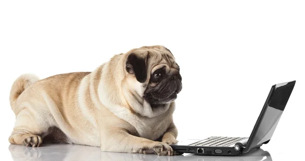 Пёс-мопс с ноутбуком. — стоковое фото