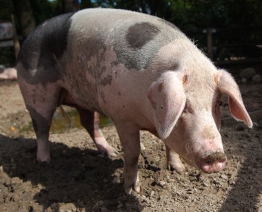 Swabian Pig, German Breed clipart