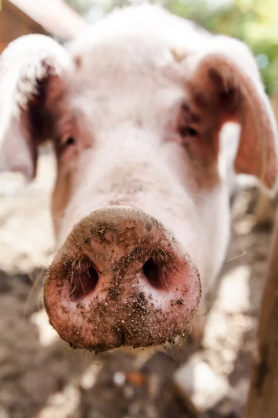 Швабський свиня, німецький породи Ліцензійні Стокові Зображення