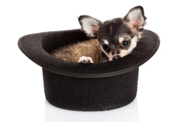 chihuahua yavrusu silindir şapka oturmuş.